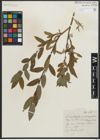 Foto von Salix myrtillifolia Anderson